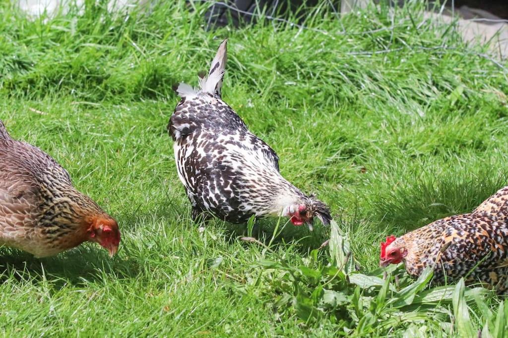 Gite A La Ferme Questembert Экстерьер фото